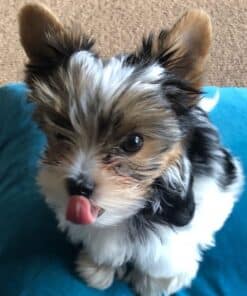 Harley