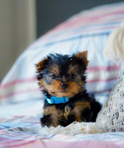 Murphy