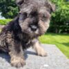 Black Mini Schnauzer puppies