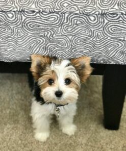 Jack