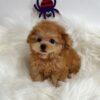 Mini Poodle