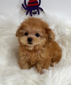 Mini Poodle