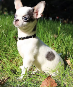 Chihuahua Puppies