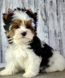 Yorkie poo puppies for sale near me under $500