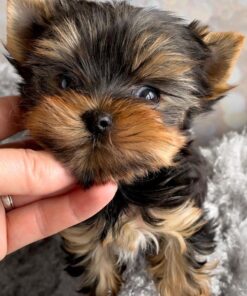 Teacup yorkie for sale up to $400 in Houston