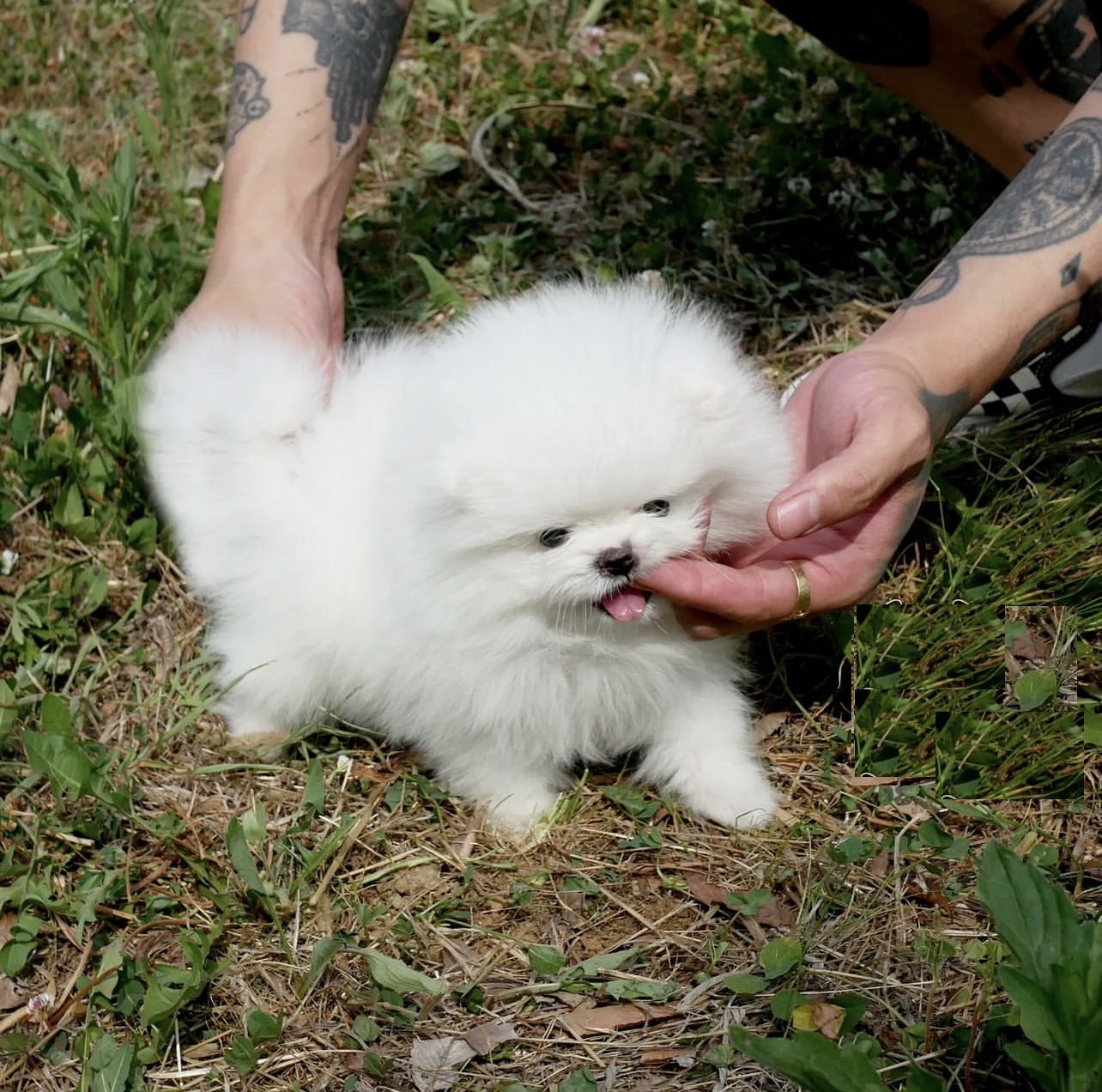 Tea cup puppies for sale