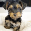 Teacup yorkies for sale