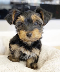 Teacup yorkies for sale