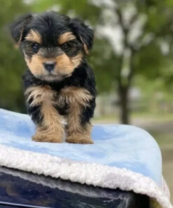 Teacup yorkie puppies for sale near me