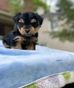 Teacup yorkie puppies for sale near me