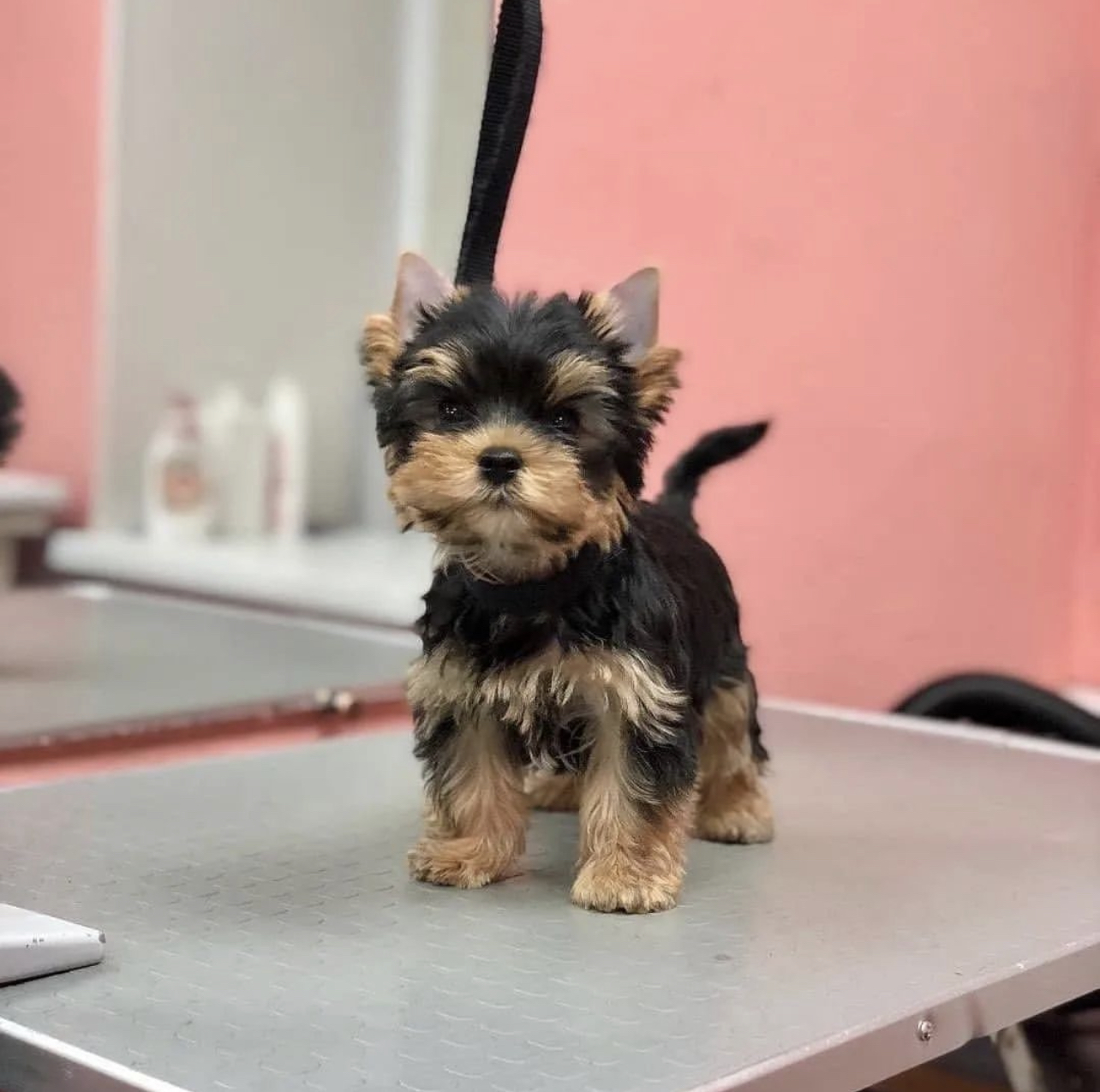 Parti yorkie for sale