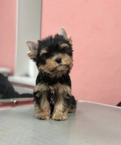 Teacup Yorkie