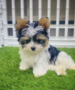 white yorkie puppies