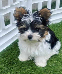 white yorkie puppies