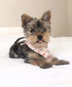 Teacup yorkie for sale near me