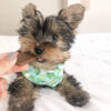 Teacup yorkie for sale near me