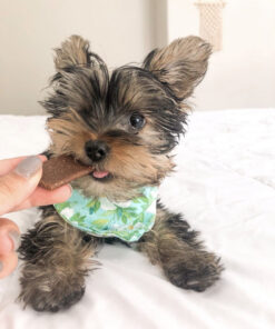 Teacup yorkie for sale near me