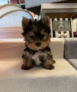 cheap yorkie puppies for sale