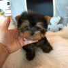 Teacup yorkie for sale up to $400 in VA