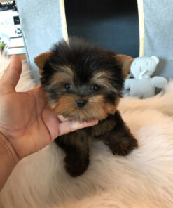 Teacup yorkie for sale up to $400 in VA