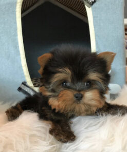 Teacup yorkie for sale up to $400 in VA