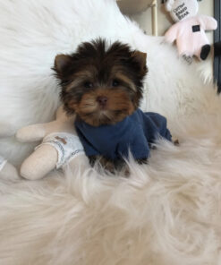 Miniature yorkie puppies