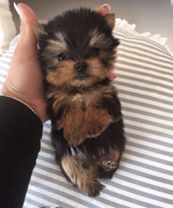 Yorkie terrier for sale