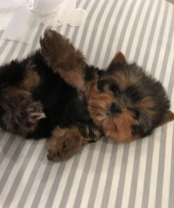 Yorkie terrier for sale