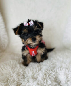 Teacup yorkie for sale up to $400 near me 