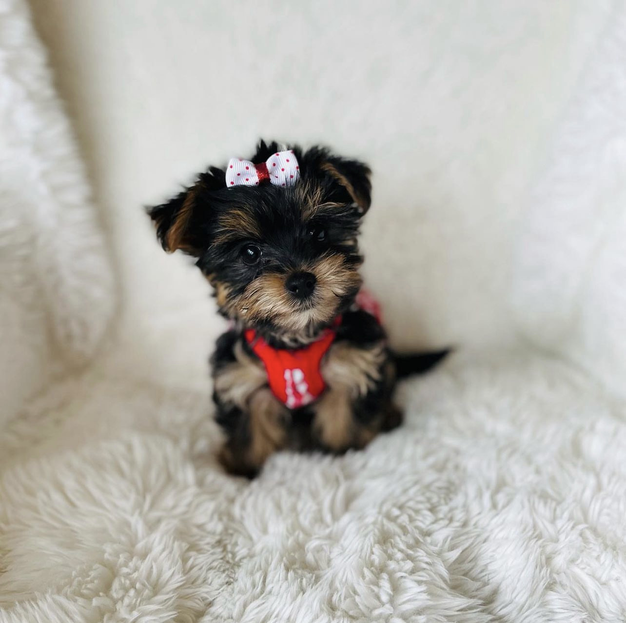 Teacup yorkie for sale up to $400 near me 