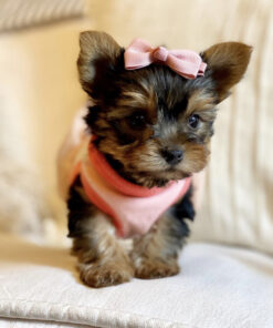 Teacup yorkie for sale up to $400 in Texas