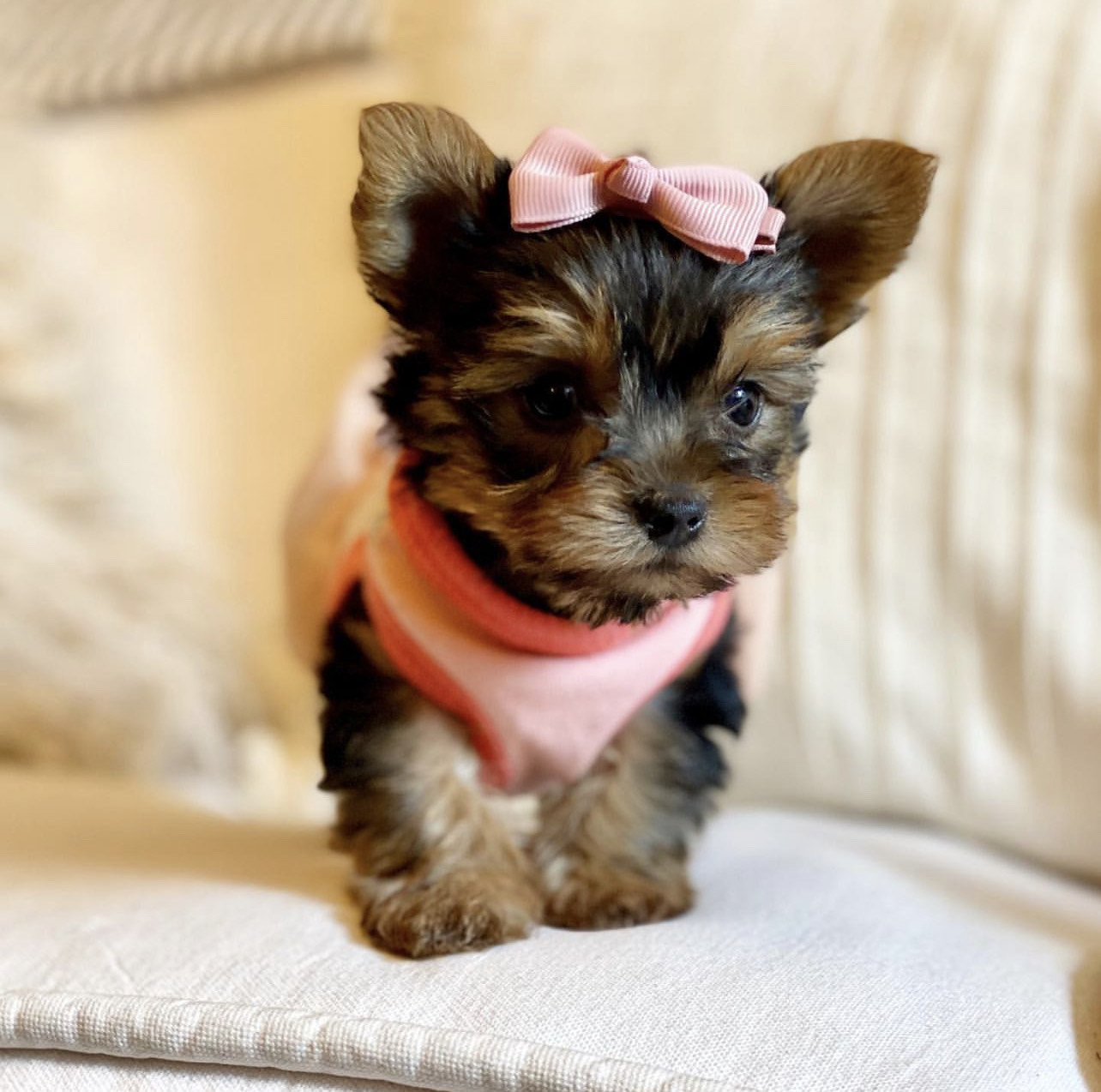 Teacup yorkie for sale up to $400 in Texas