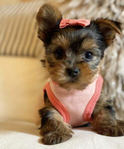 Teacup yorkie for sale up to $400 in Texas