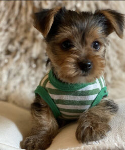 Teacup yorkie for sale up to $400 in PA