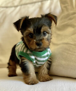 Teacup yorkie for sale up to $400 in PA