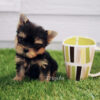 Teacup yorkie for sale up to $400 in Florida