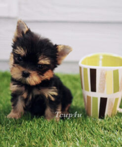 Teacup yorkie for sale up to $400 in Florida