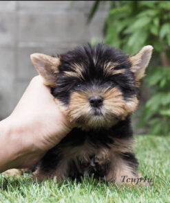 Yorkie puppies for sale in Georgia under 1000