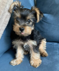 Yorkie puppies for sale in pa under 300