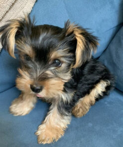 Yorkie puppies for sale in pa under 300