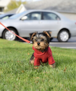 Yorkie puppies for sale in Illinois under $500