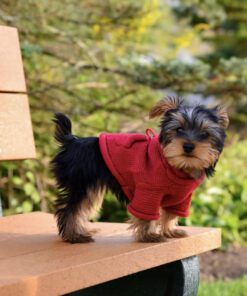 Yorkie puppies for sale in Illinois under $500