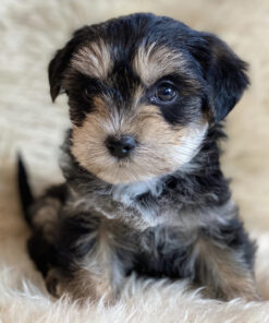 Yorkie puppies for sale in PA under $500