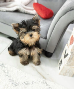 Yorkie puppies for sale in Florida under $500