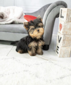 Yorkie puppies for sale in Florida under $500