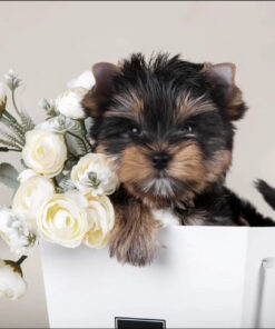 Yorkie puppies for sale in Georgia under $500