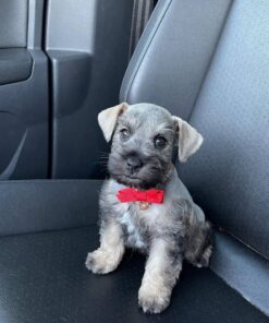 Schnauzers for sale