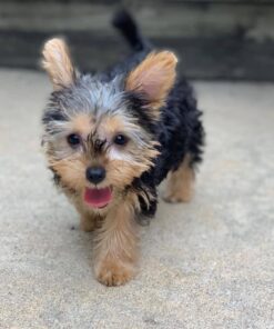 schnauzer poodle mix for sale