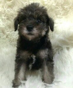 schnauzer mix puppies