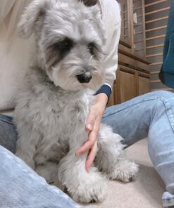 miniature schnauzer grooming